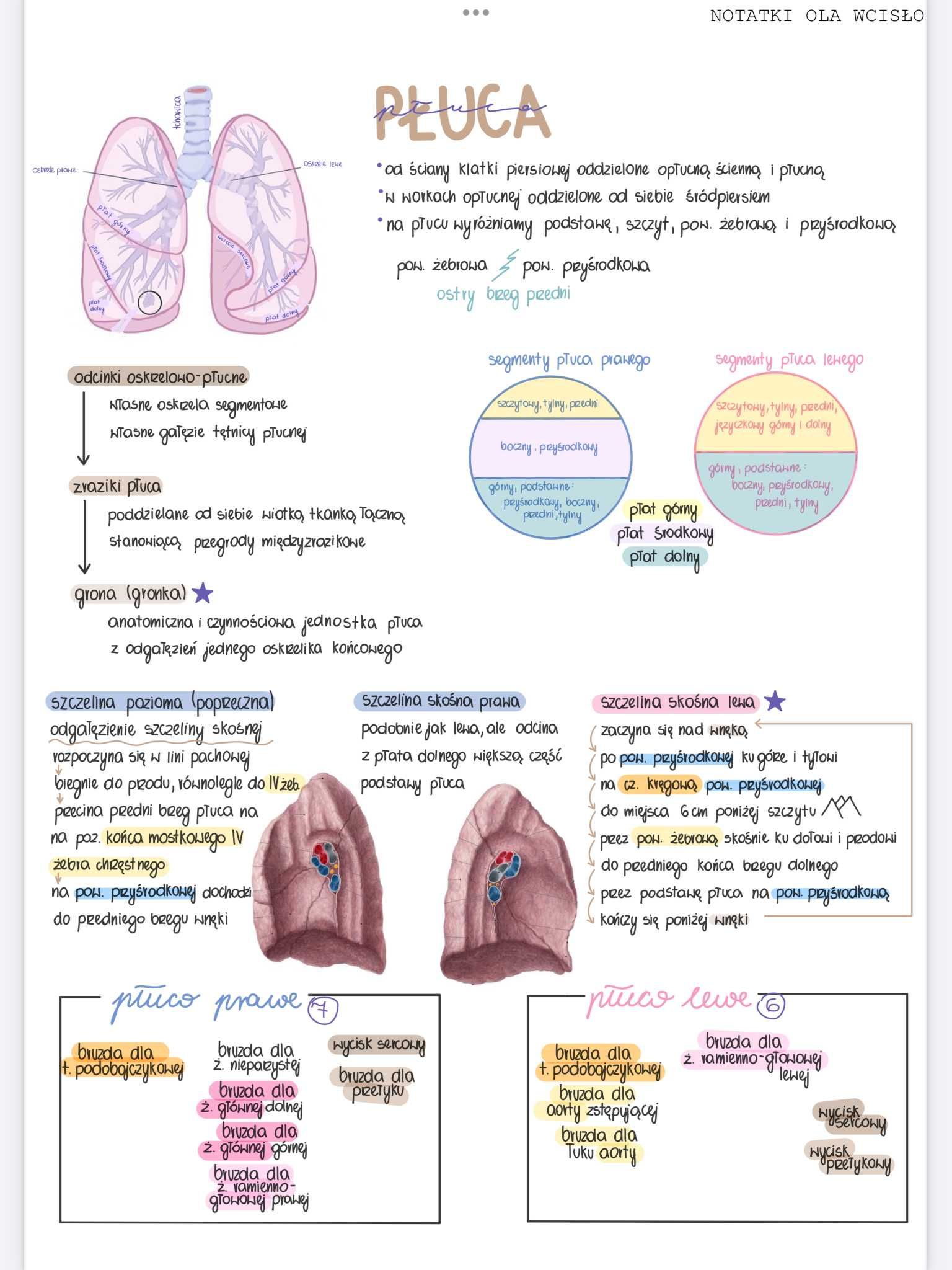 Notatki z anatomii - 1 rok lekarski/lekarsko-dentystyczny PUM
