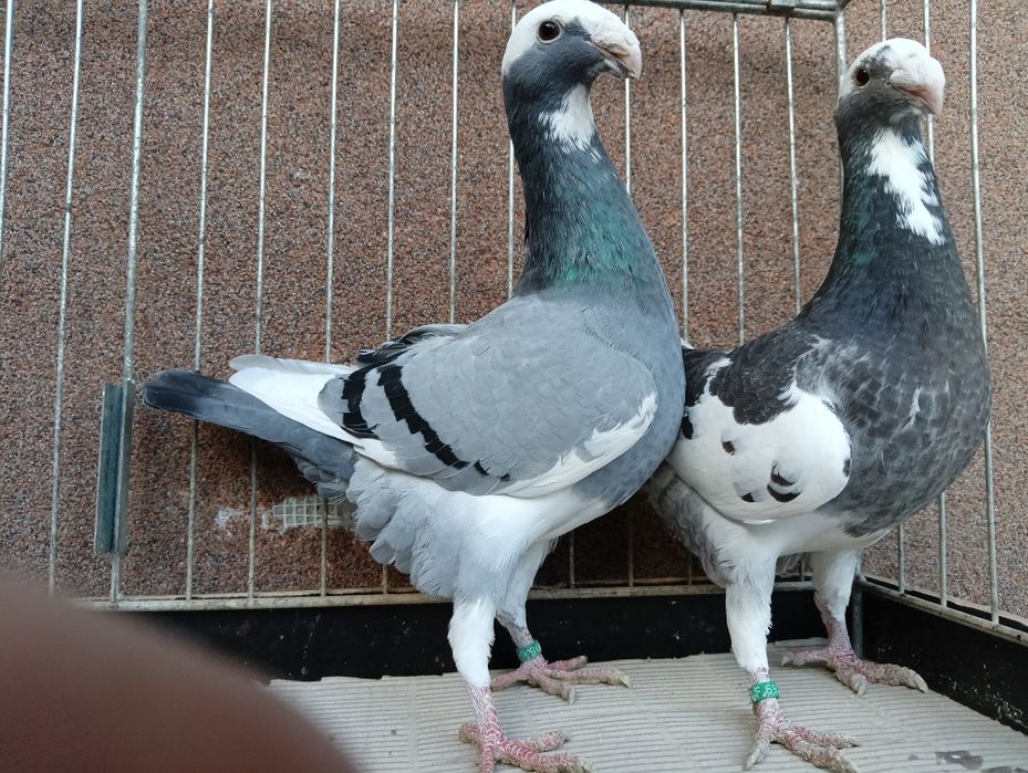 Para Niemiecki wystawowy z 2025r