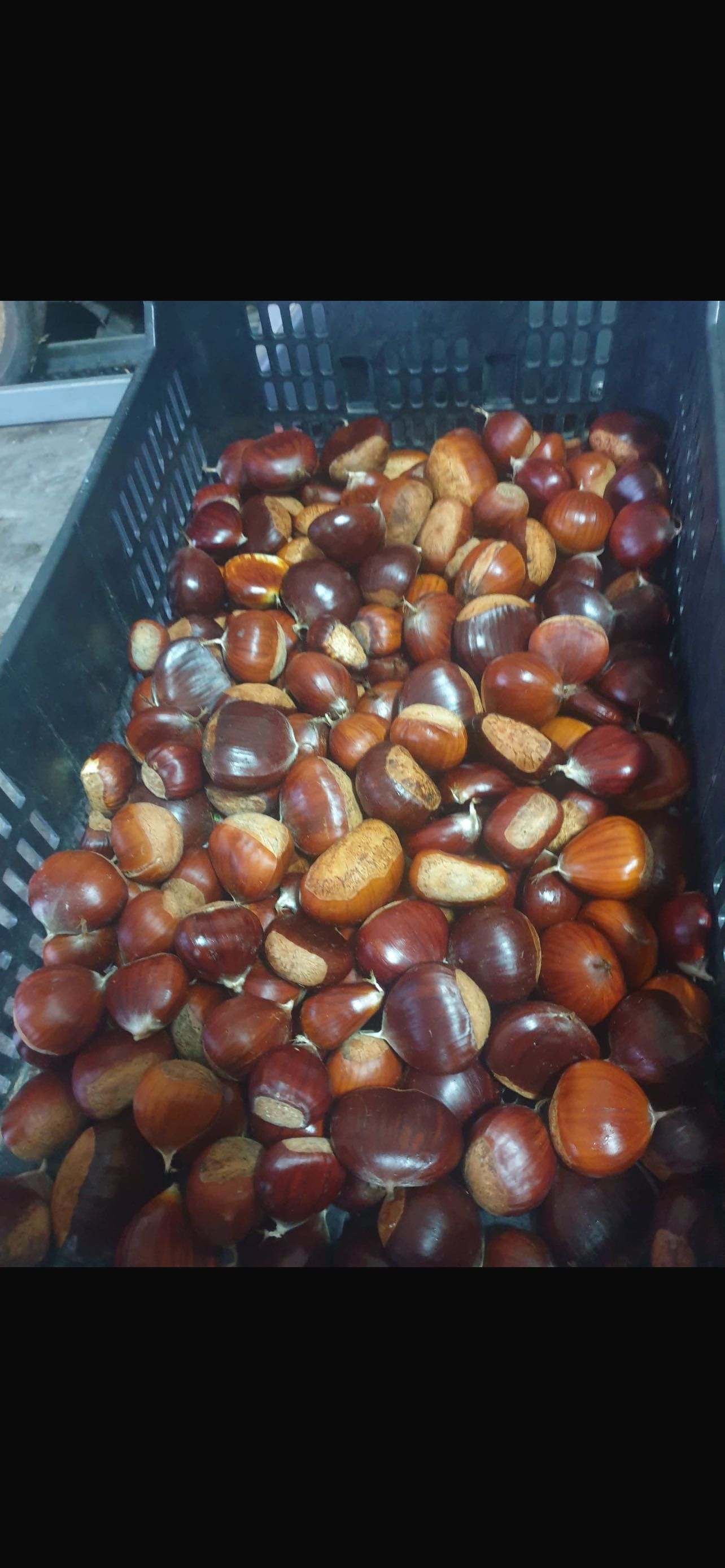 Castanhas            .