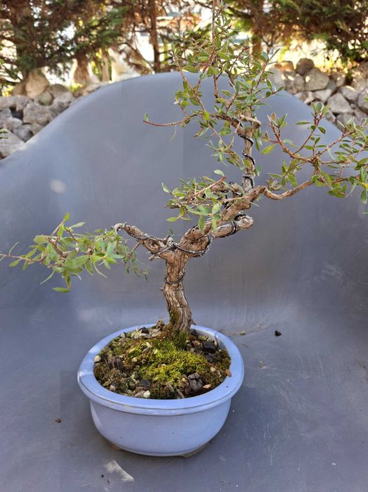 Bonsai Leptospermum