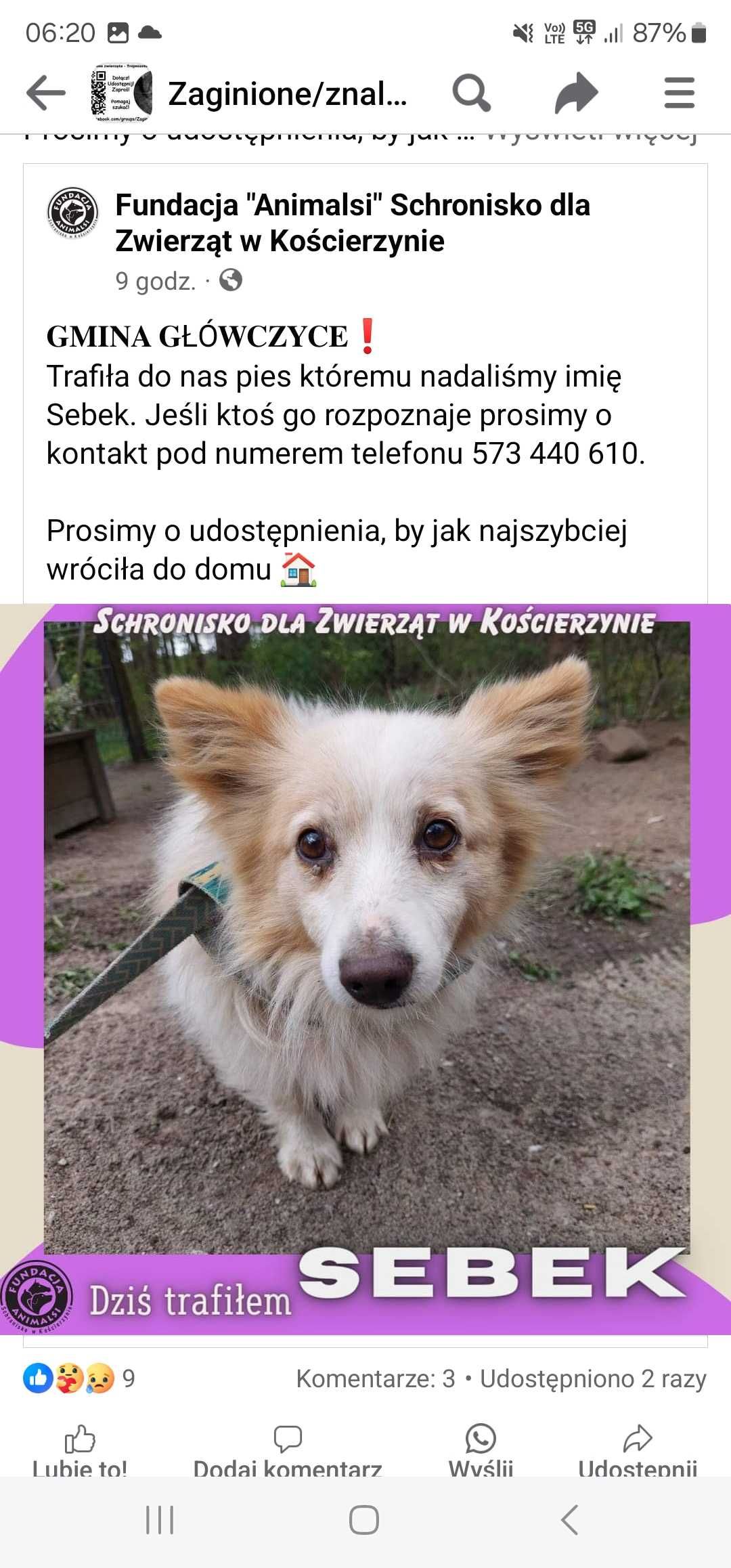 Piesek znaleziony w gminie główczyce