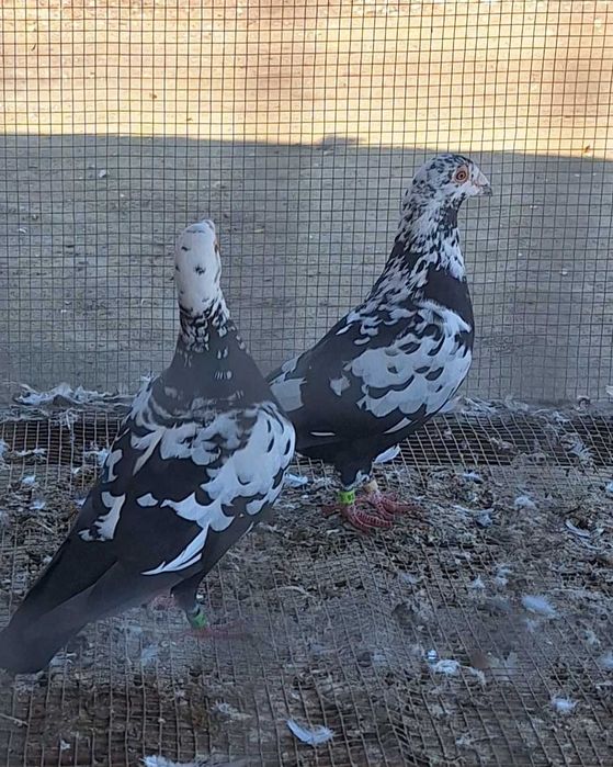 Gołębie pocztowe Tygrysy