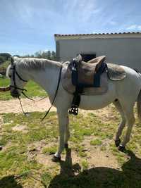 Cavalo Russo bem montado para venda