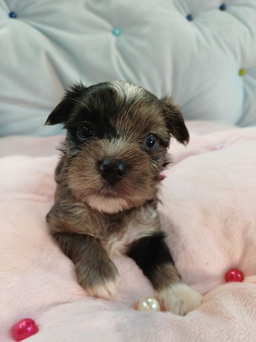 ARIA blue merle z niebieskim okiem