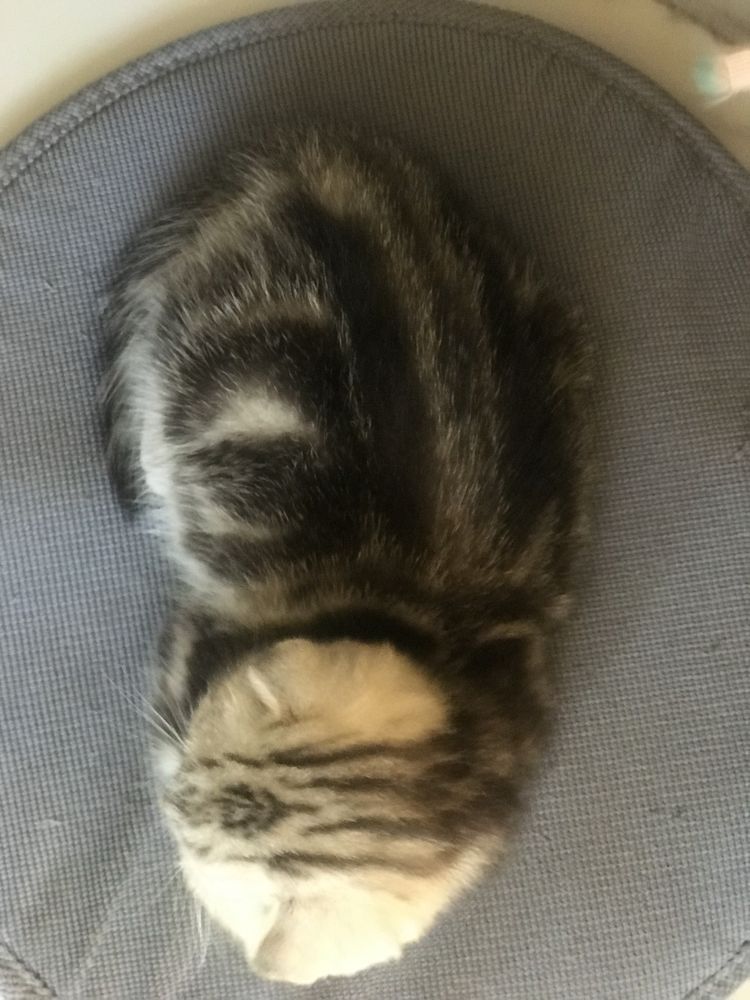 Котик шотландский 1,5 месяца