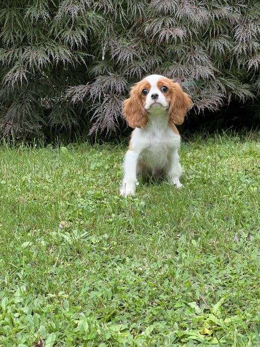 Cavalier king charles spaniel samiec