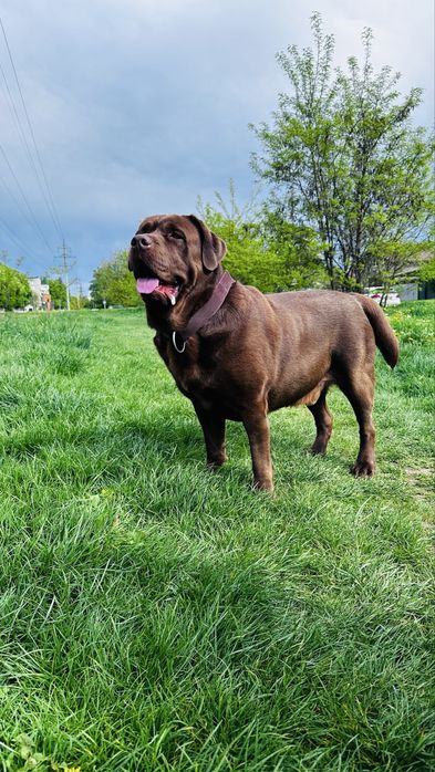Шоколадный лабрадор (вязка)