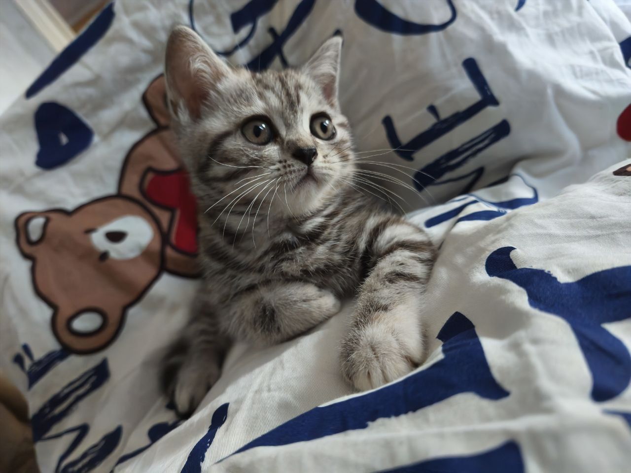 Красивий шотландский прямоухий котенок девочка