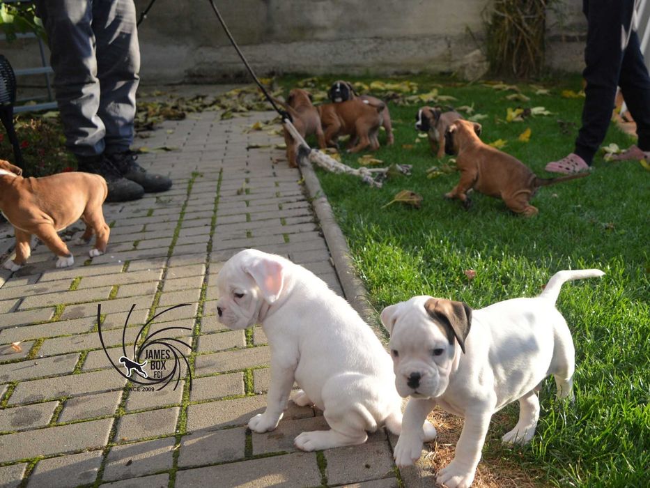 BOKSER- biała suczka z rodowodem FCI-rezerwacja