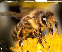 Pszczoły zabiore rój