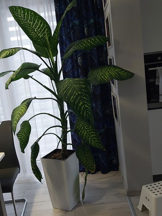 Roslina zielona - Dyfenbachia