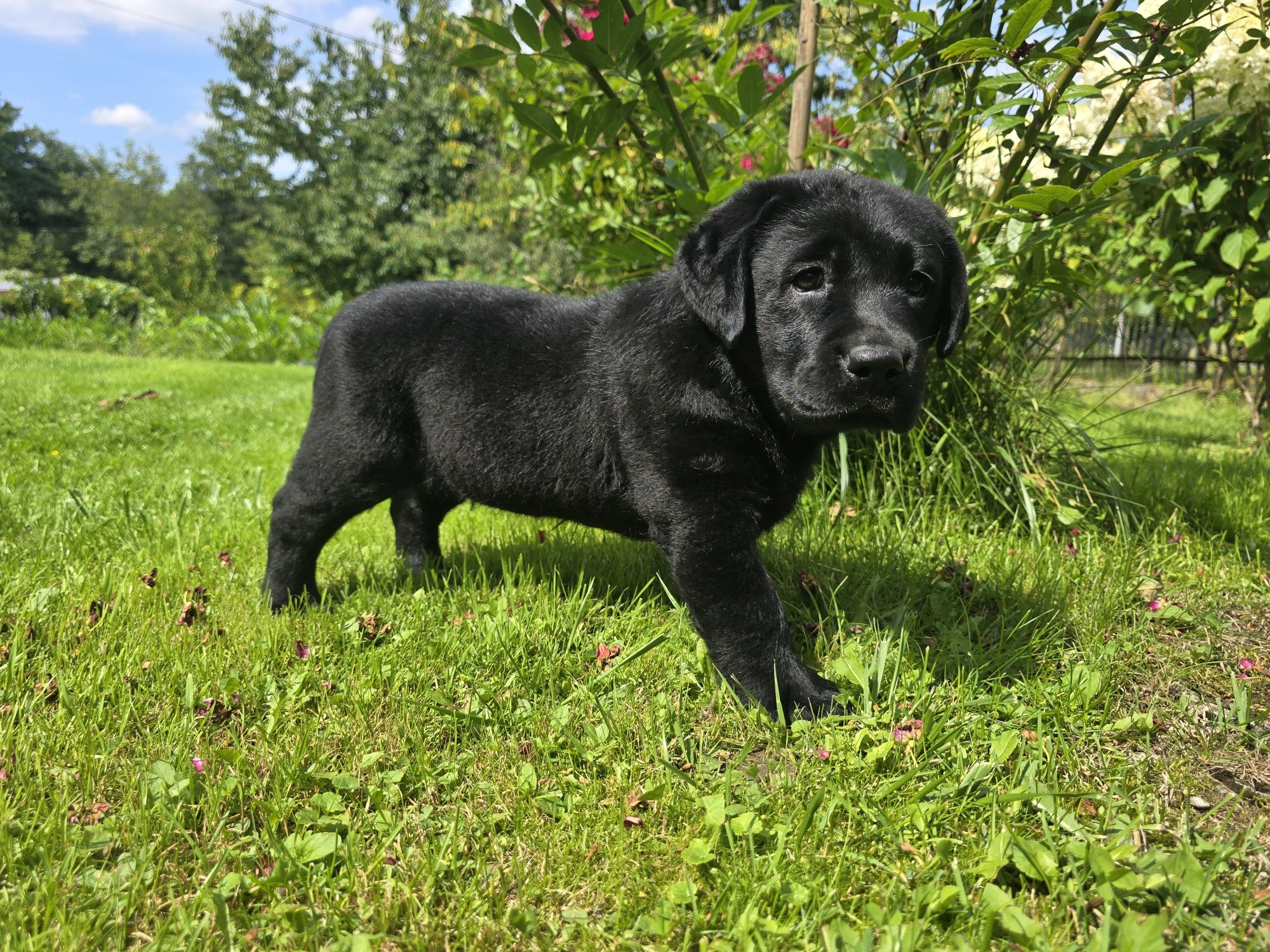Labrador Retriever! Czarny, grubej kości szczeniak!