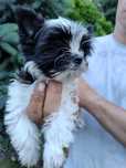 Yorkshire terrier GIZA  Black end white suczka