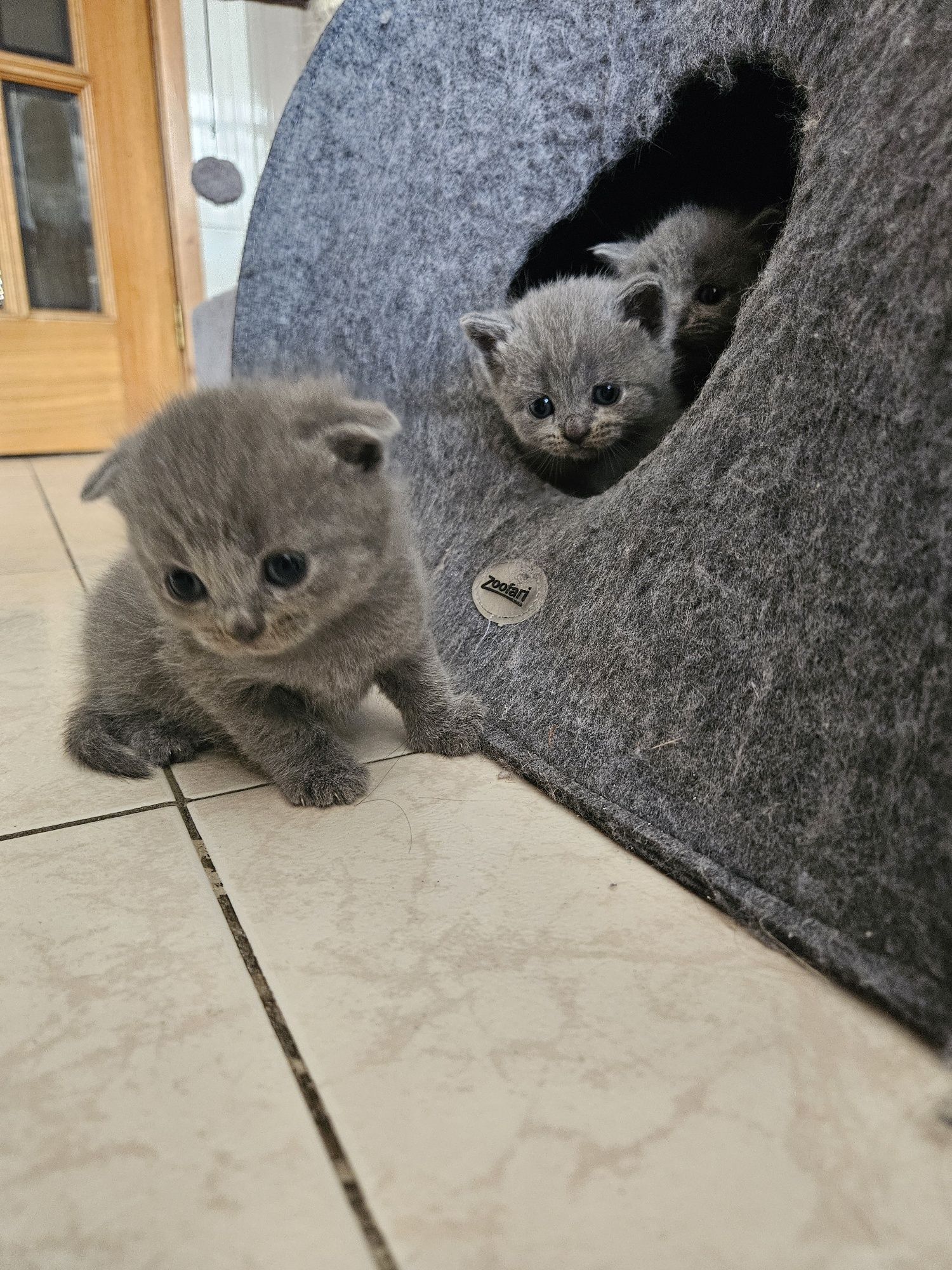 Gato Scottish fold