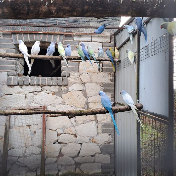 Aleksandretta aleksandretty