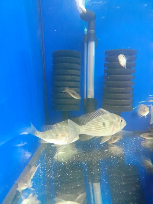 Acarichthys Heckelii  5-6 cm