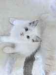 Kocur ragdoll -do rezerwacji