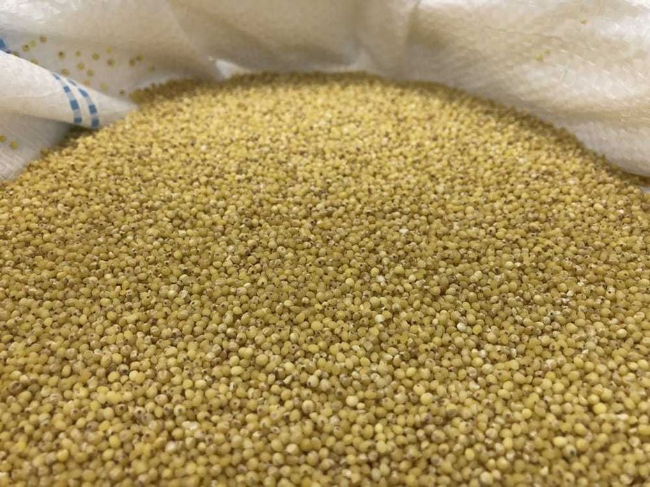 KASZA Jaglana Staropolska Warmia bez glifosatu 5 KG