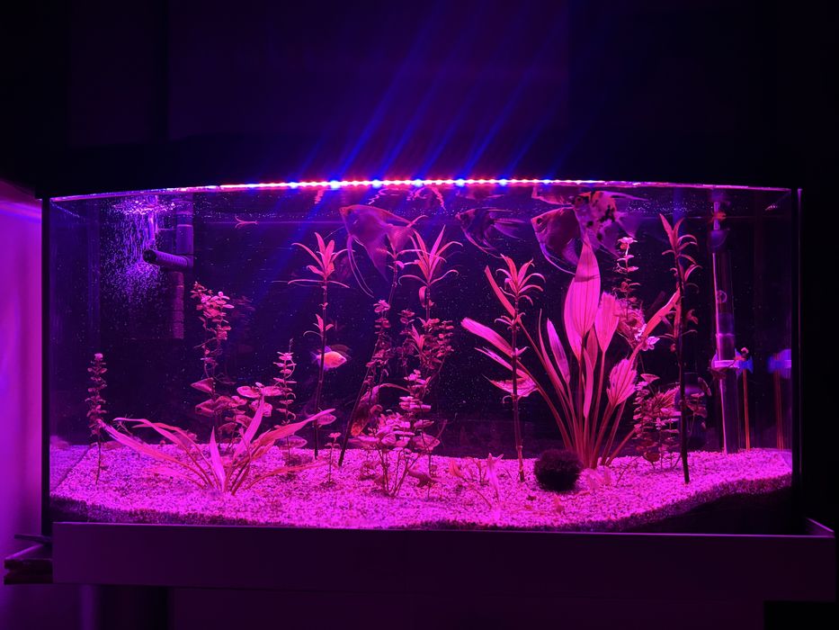 Akwarium 100l + szafka - rezerwacja