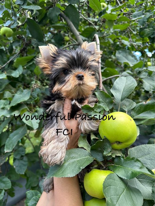 York Yorkshire Terrier FCI ZKwP