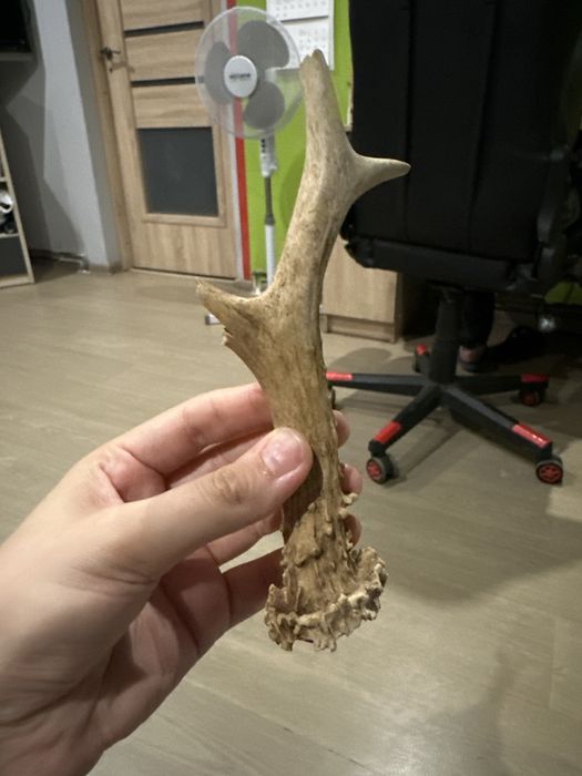 Poroże,róg jelonka sarny