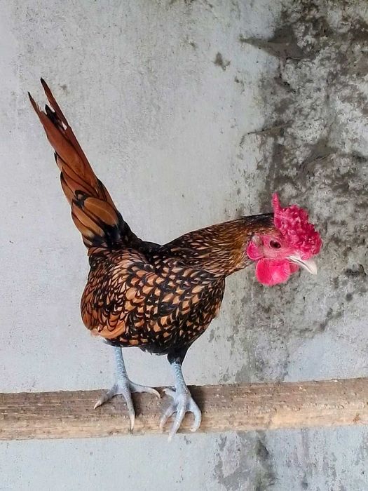 Garnizos de raça sebright dourado