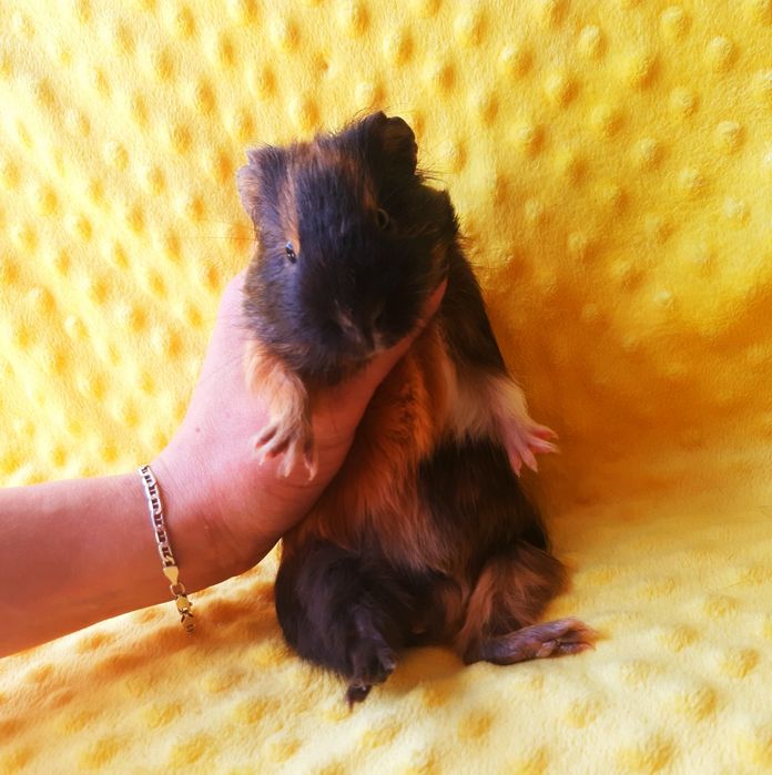 Морская свинка,морська свинка,морские свинки,морські свинки