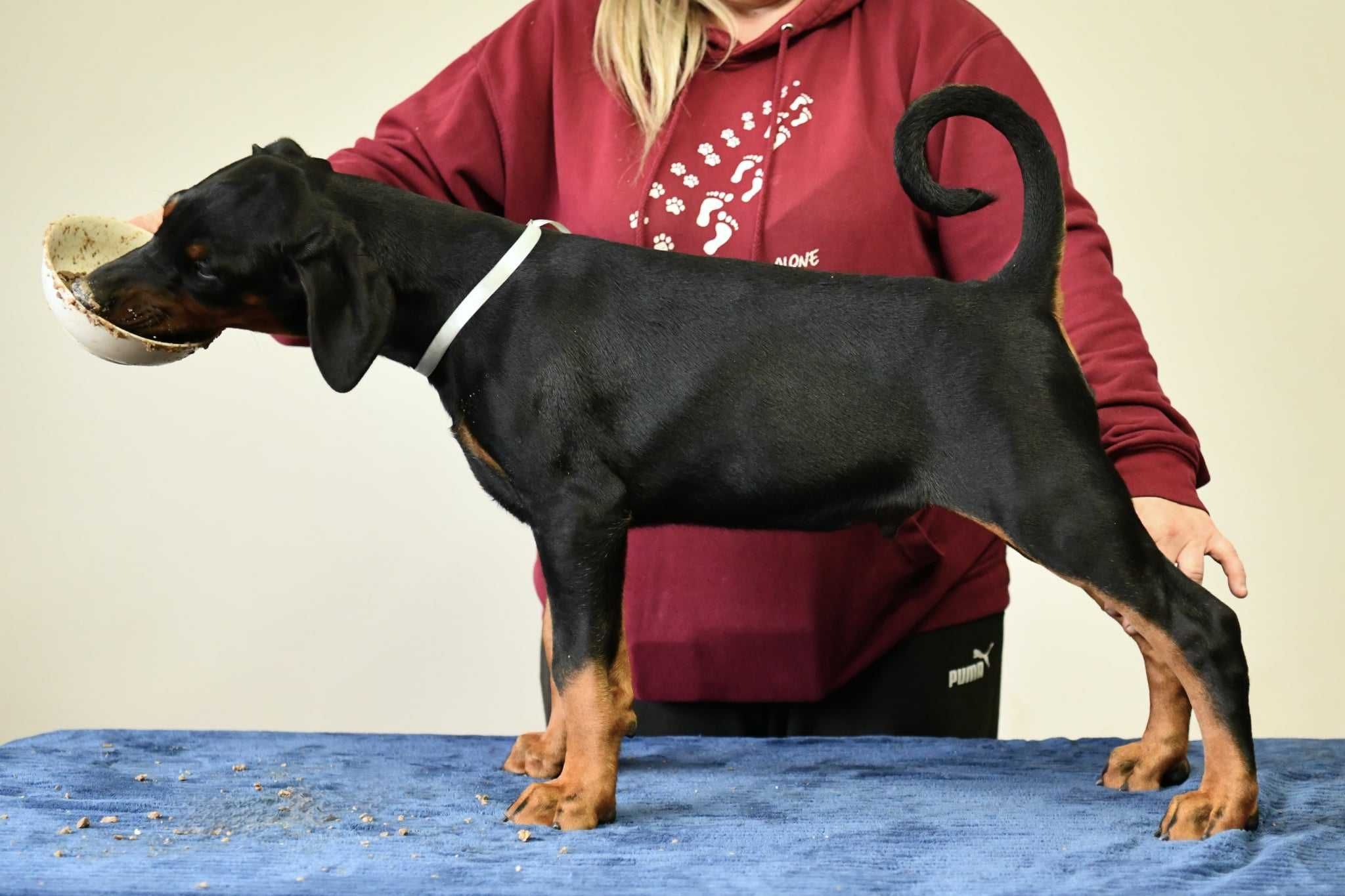 Doberman piesek FCI