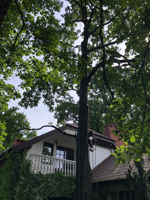 Wycinka alpinistyczna i pielegnacja drzew / czyszczenie dzialek
