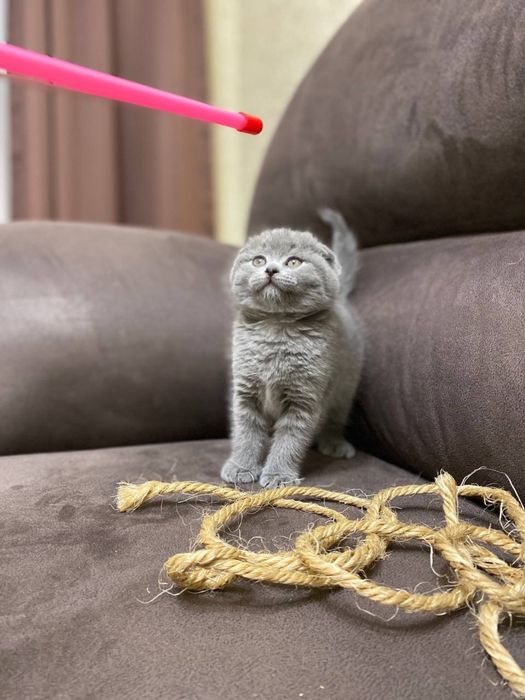 Кошеня скоттіш-фолд хлопчик