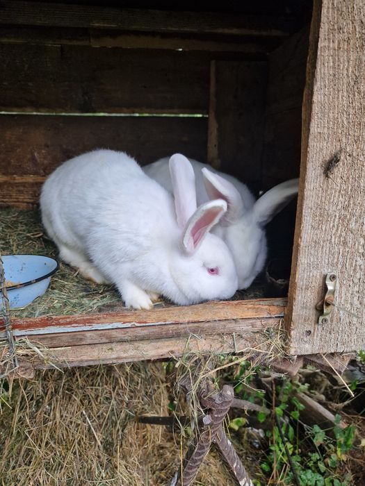 Кролики різного віку