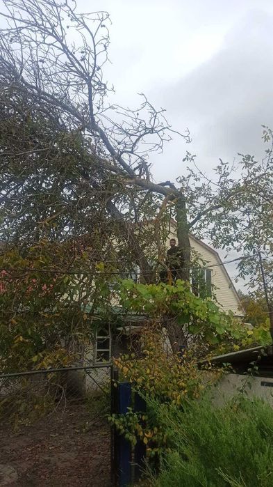 Пиляння дерев ,спалювання аварійних дерев,всі види послуг