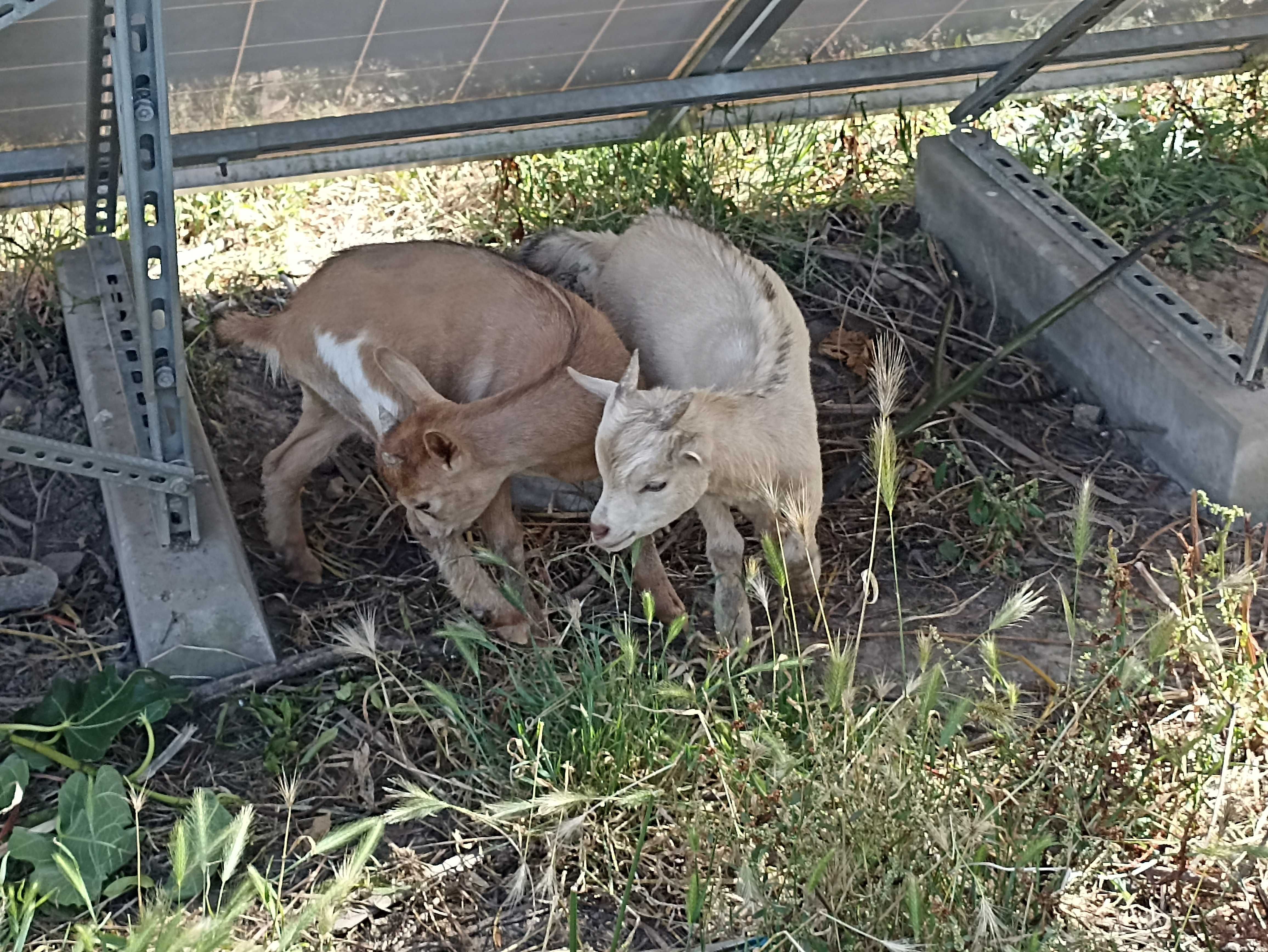 Cabritro anão e cabra anã