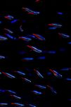 NEON INNESA diamentowy simulans - sklep stacjonarny akwarium24.pl
