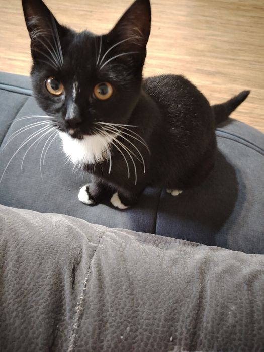 Kotka ok. 4 miesieczna