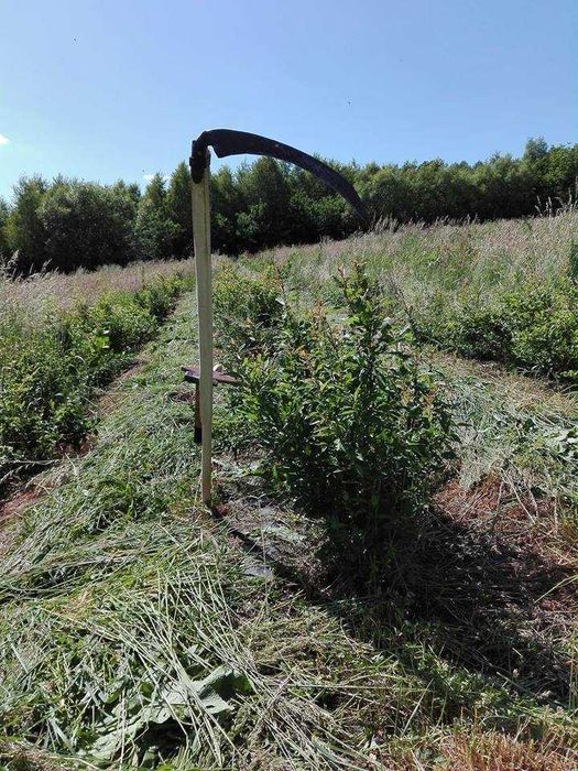 Sok tłoczony z Pigwowca japońskiego (pigwowiec) - 3 l naturalny 100%