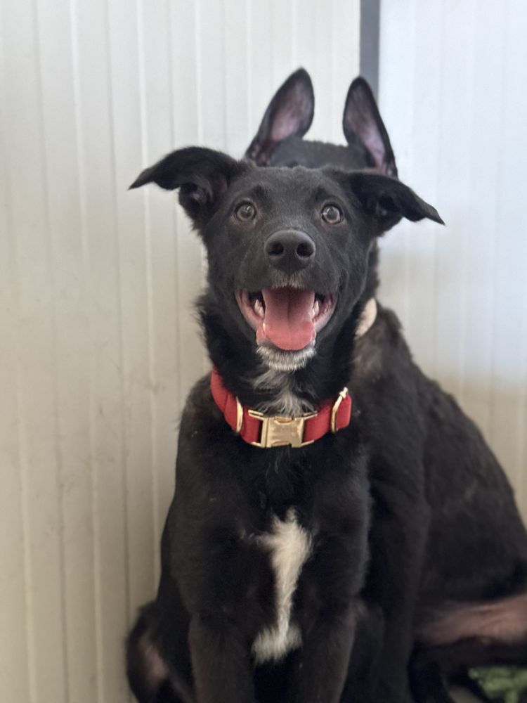 Cachorro 3 meses para adoção