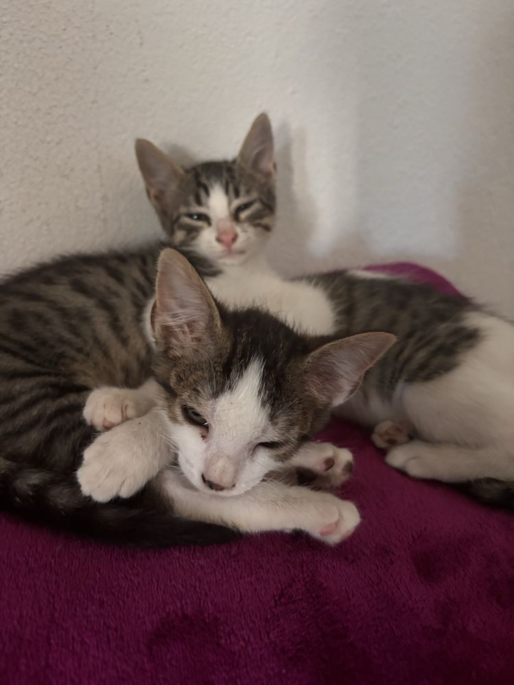 Gatinhas para dar