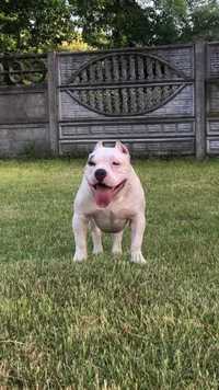 American bully suczka ABKC