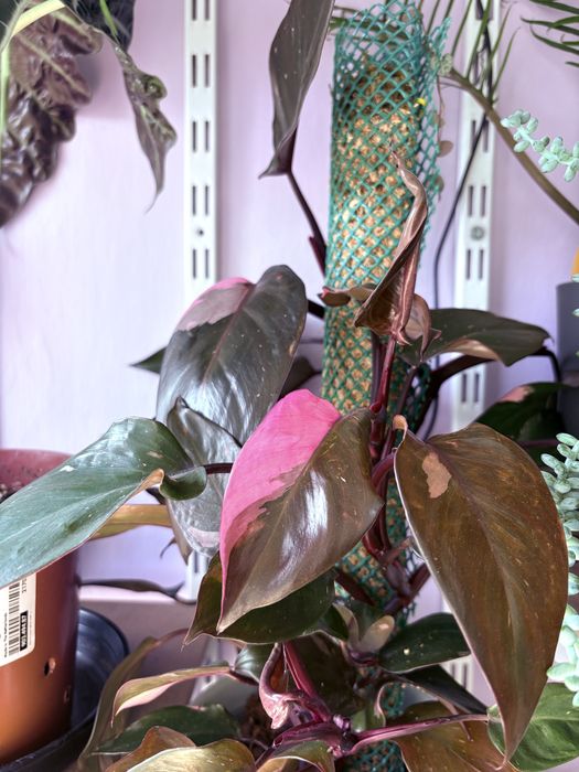 Filodendron Pink Princess sadzonka