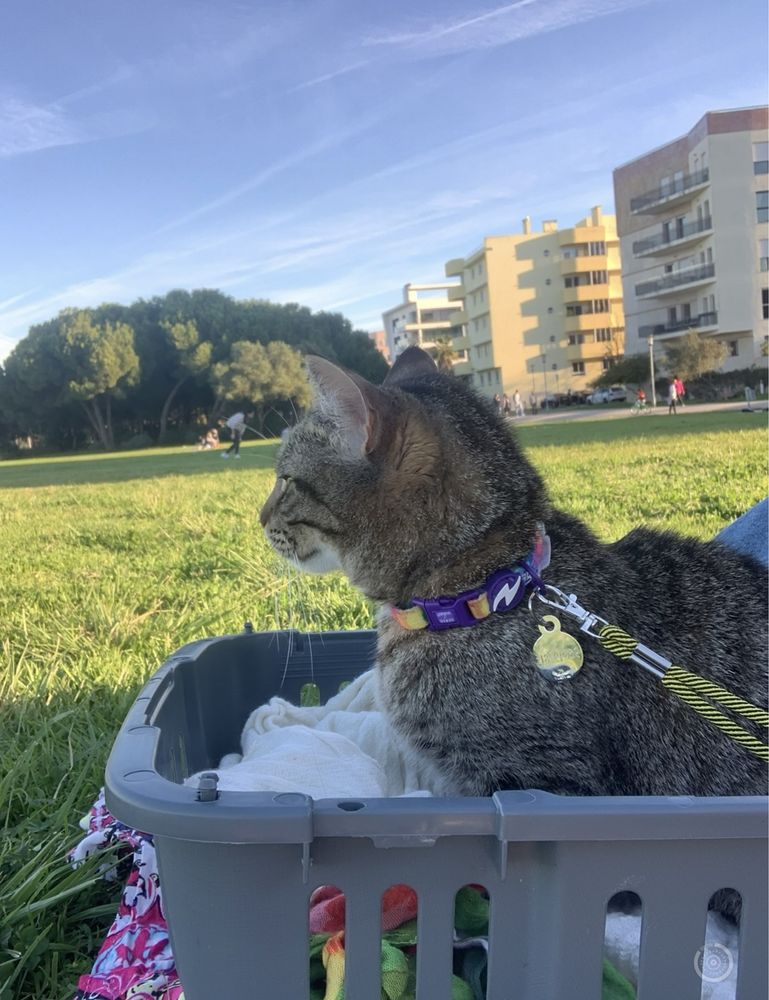 Passear cães | Dog walk | Pet sitting |
