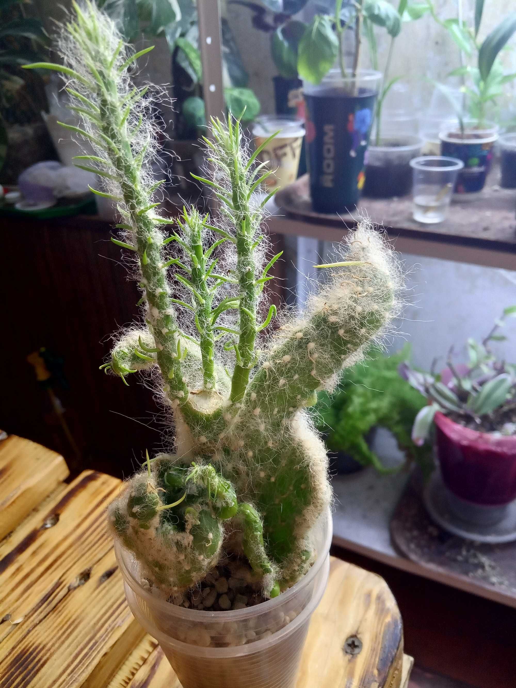 Пушистая опунция вестита кристата (Opuntia Vestita Cristaat)