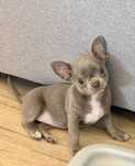 Śliczna sunia chihuahua