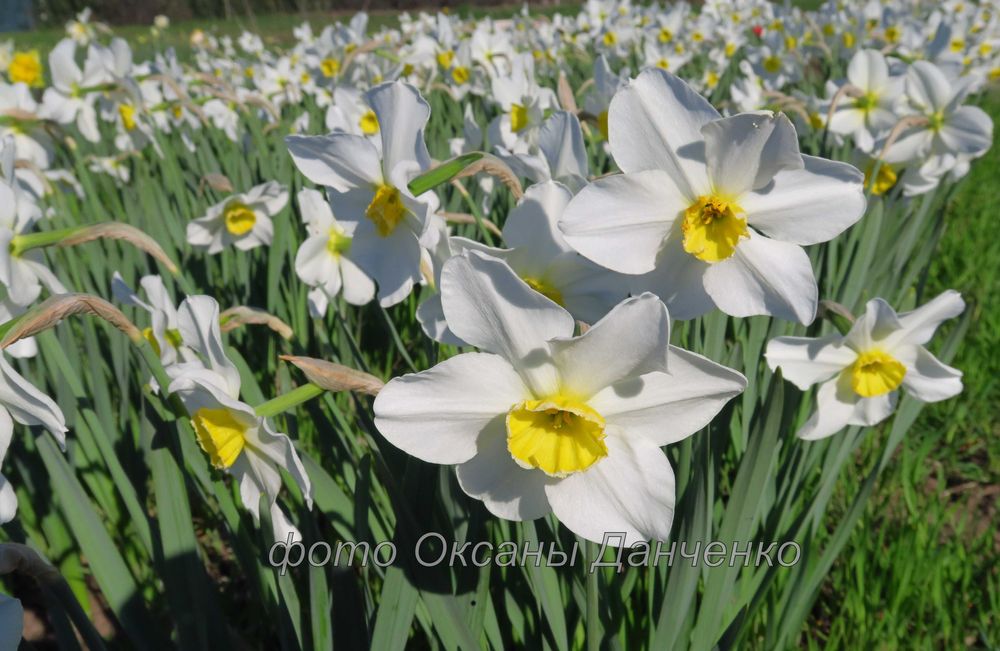 Нарциссы (луковицы)