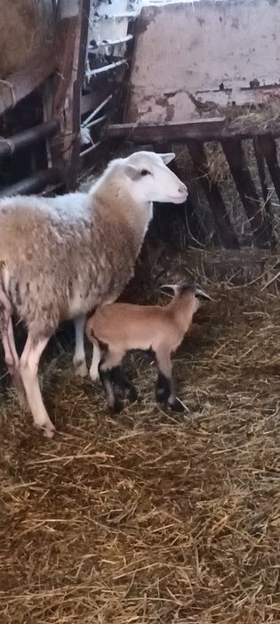 Owce Nolana półtoraroczna z młodym barankiem