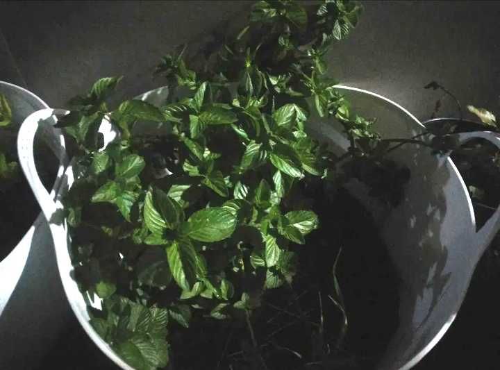 Única Gigante Physalis/ Manjericão Nativo Biológico Gigante