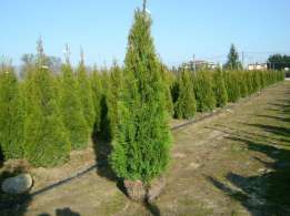 Tuja brabant, szmaragd 170cm, nawet do 250cm, dowóz, sadzimy