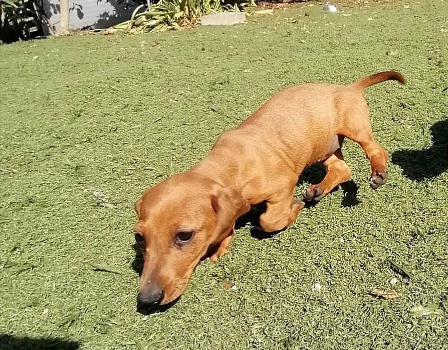 Teckel miniatura castanha