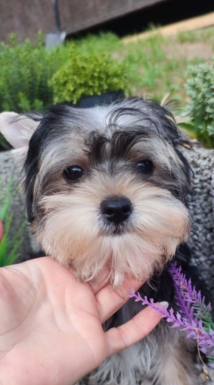 Yorkshire terrier piesek york mini
