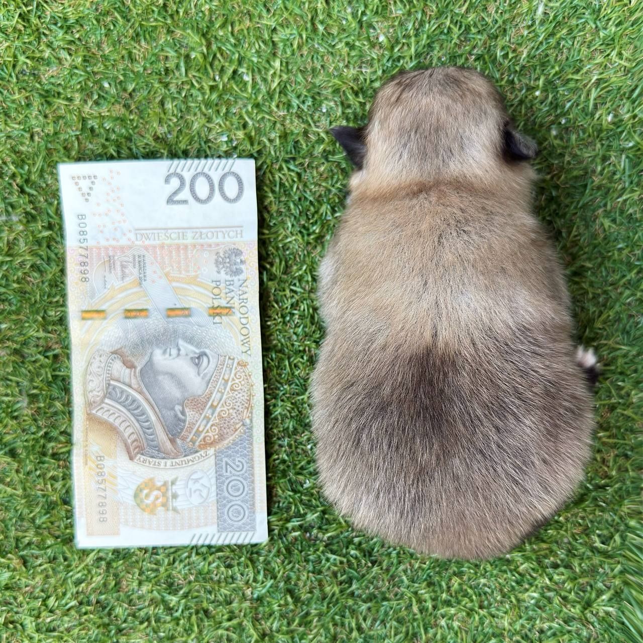 Pomeranian miniaturka